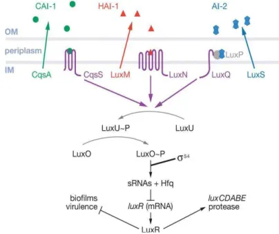 Figura 12 – Sistema de quorum sensing em Vibrio harveyi. V. harveyi sintetiza e responde a três auto- auto-indutores distintos: CAI-1, HAI-1 e AI-2 (retirado de Waters &amp; Bassler, 2005)