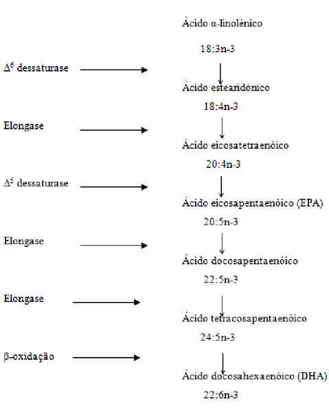 Figura  5. Metabolismo dos AG Ω-3. Adaptado de Wall et al., 2010. 