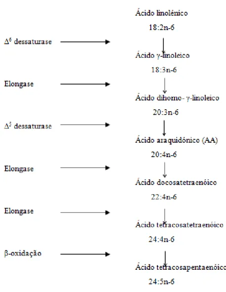 Figura  6. Metabolismo dos AG Ω-6. Adaptado de Wall et al., 2010. 