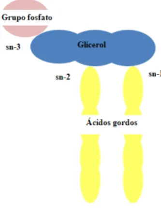 Figura 6. Imagem exemplificativa de um fosfolípido, realçando as ligações do glicerol com os outros  grupos