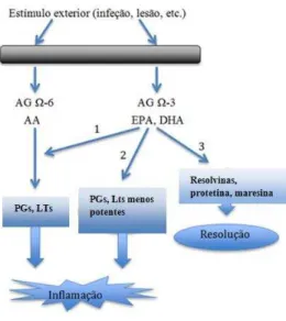 Figura  9.  Ação  anti-inflamatória  dos  ácidos  gordos  ómega-3.  1)  Prevenção  da  conversão  do  AA  em  eicosanóides com efeitos pró-inflamatórios, como as PGs, os TXs e PGIs de série 2 e LTs de série 4