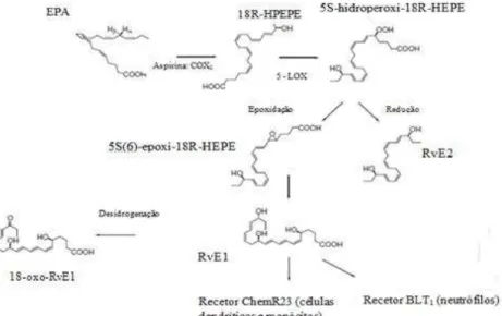 Figura 10. Biossíntese das resolvinas da série E. O EPA é convertido em 18R-HPEPE pela COX2