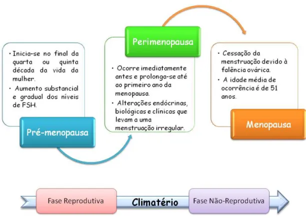 Figura 2 : Representação esquemática das principais funções biológicas do estrogénio e  das consequências da diminuição da sua concentração no decorrer da menopausa