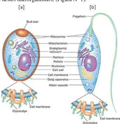 Figura Nº 1: Estrutura da célula fúngica (levedura) [a] e da célula parasitária [b]. (adaptado de  http://water.me.vccs.edu/courses/env108/Lesson6_print.htm) 