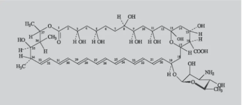 Figura Nº 2: Estrutura química da AmB. (adaptado de Filippin e Souza, 2006) 