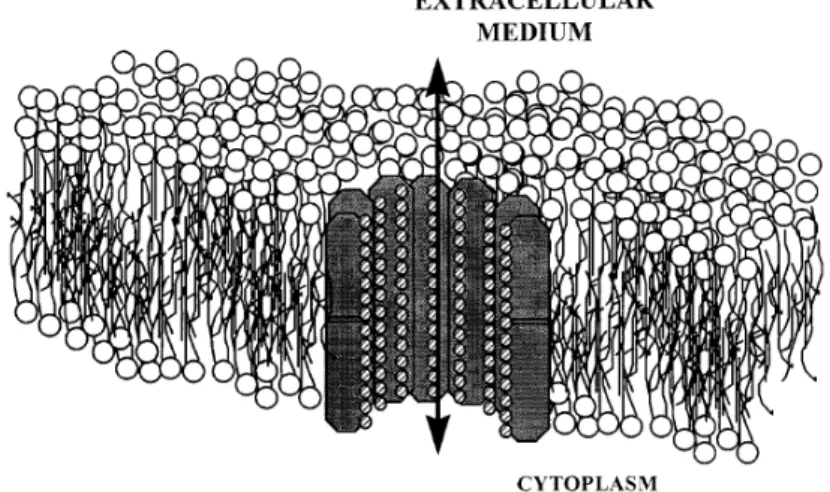 Figura Nº 3: Interacção da AmB com os esteróis membranares da célula fúngica. (adaptado de Ghannoum  e Rice, 1999)