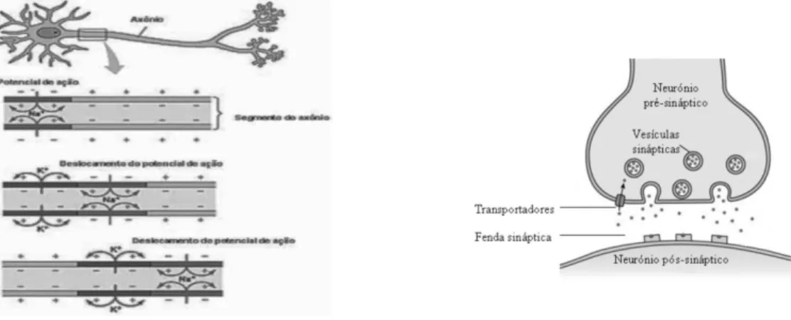 Fig.  4  e  5:  Transmissão  do  impulso  na  membrana  e  sinapse  entre  dois  neurónios  (  Adaptado  de  Sobiologia) (Adaptado drogas de abuso sapo)