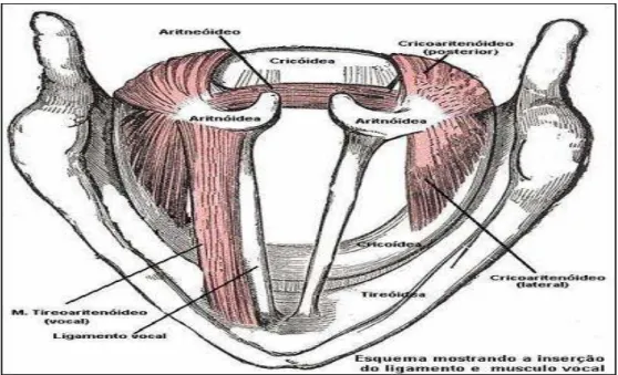 Figura 1: Representação dos músculos Aritenoideu, Cricoaritenoideu posterior e lateral e Tiroarietenoideu (Andrea,  M., 2012)