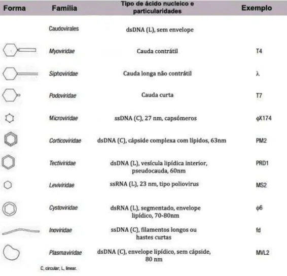 Tabela  1  -  Classificação  dos  bacteriófagos  segundo  a  sua  morfologia  e  material  genético e as suas principais características (Adaptado de Ackermann, 2007)