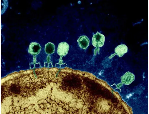 Figura  2  -  Bacteriófago  T4  na  superfície  da  Escherichia  coli   injetando  o  seu  material  genético (Retirado de Potera, 2013)