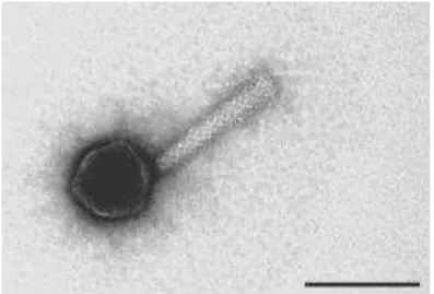 Figura  4  -  Bacteriófago  PAK-P1  utilizado  no  tratamento  e  prevenção  de  infeções  pulmonares  provocadas  por  Pseudomonas  aeruginosa   (Retirado  de  Debarbieux  et  al .,  2009).