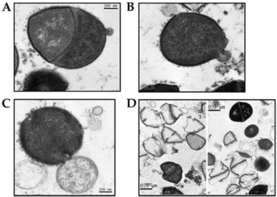 Figura  8  -  Processo  de  disrupção  da  parede  celular  de  Staphylococcus  aureus estabelecido  após  a  administração  de  250  µg  de  ClyS