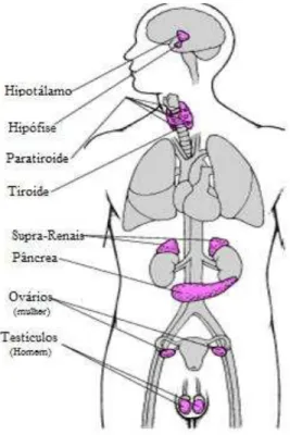 Figura 1. Sistema endócrino e localização das principais glândulas (adaptado de Ghiselli e Jardim, 2007)