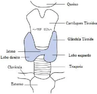 Figura 3. Glândula da tiróide (adaptado de Vanderpump e Tunbridge, 2008). 