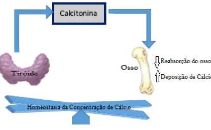 Figura 10. Regulação da secreção da hormona calcitonina (adaptado de Mukherjee et al., 2011)