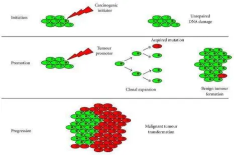 Figura 1 - Etapas da Carcinogénese (Centelles, 2012). 