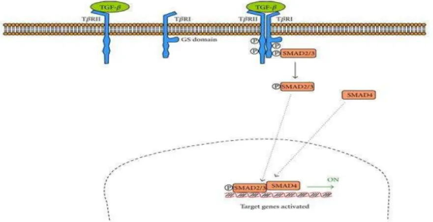 Figura 9 - Via de sinalização do TGF-β (Slaterry et al., 2010).