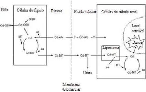 Figura  5: Trajeto  do  cádmio  no  organismo  até  provocar  efeitos  adversos. Cd- Cd-Cádmio; GSH- Glutationa; MT- Metalotioneína (Sinicropi et al., 2010).