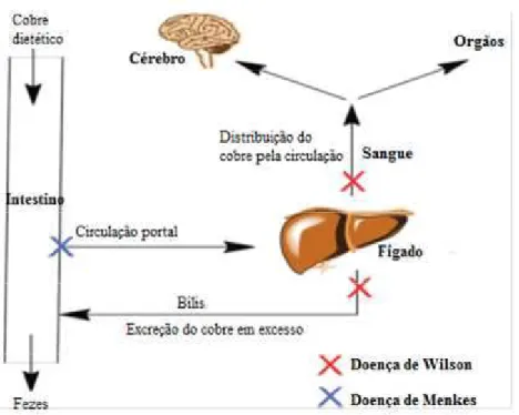 Figura 7: Absorção, distribuição e excreção do cobre no organismo humano. A doença de Wilson inibe a distribuição de cobre pelo organismo bem como eliminação do seu excesso pela via biliar (a vermelho)