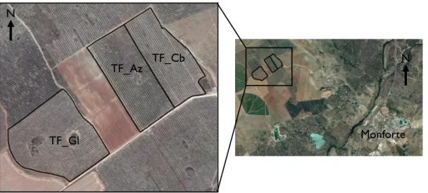 Figura 6 - Localização da Herdade da Torre das Figueiras (adaptado de Google Earth, 2018) Monforte TF_Cb TF_Az TF_Gl N N N 