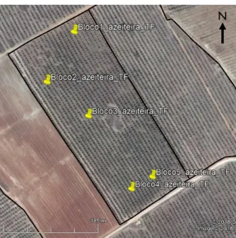 Figura 8 - Localização dos blocos da variedade ‘Azeiteira’ na Herdade da Torre das Figueiras  (adaptado de Google Earth, 2018) 
