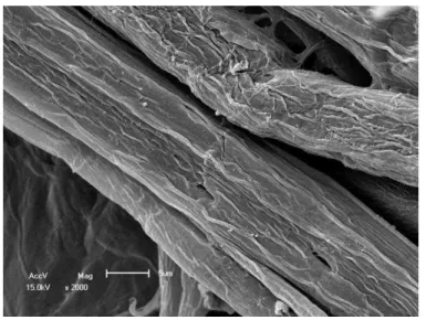 Figura 5 - MEV de uma fibra de eucalipto. Poros presentes na fibra. Aumento de 2.000x 