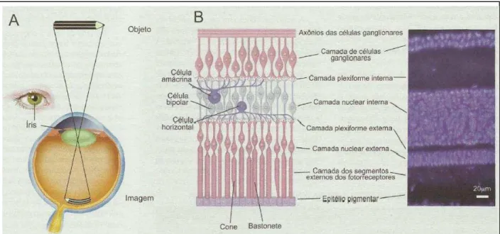 Figura  1 .  A. O olho  humano com  imagem  invertida projetada na retina.  B. Camada da retina  com  células  fotorreceptoras  (cones  e  bastonetes),  células  bipolares,  células  ganglionares,  células amácrimas e células horizontais