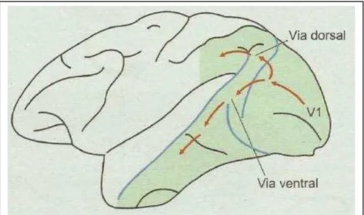 Figura 2.  Vias de processamento visual: via dorsal e via ventral. 