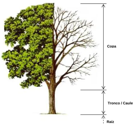 Fig. 2.3 - Estrutura do Carvalho português (adaptado de Martins, 2009). 