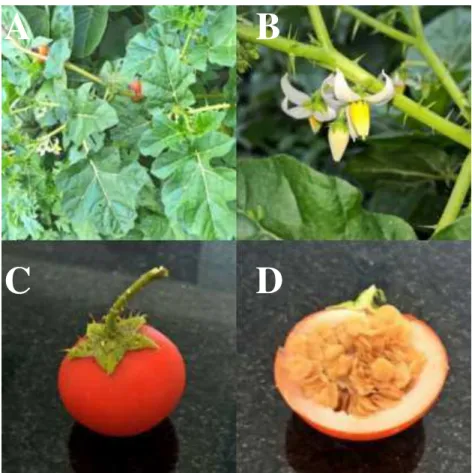 Figura 2: Solanum capsicoides All. 