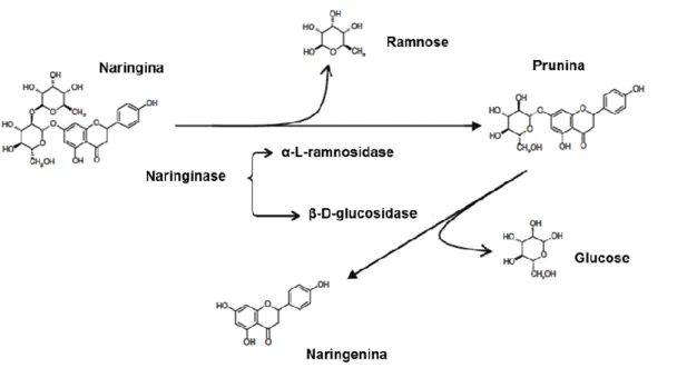 Figura  1-3:  Hidrólise  da  naringina  em  prunina,  ramnose,  naringenina  e  glucose  por  ação  da  naringinase