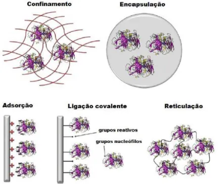 Figura 1-5: Esquema de métodos de imobilização de enzimas. Adaptado de Fernández-Fernández  et al