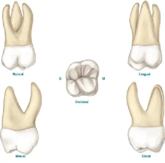 Figura nº2. - Formas das raízes dos primeiros molares superiores permanentes.  (Endo ‐ e,  2013)  (6).