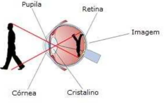 Figura  1.1.  A  focalização  da  luz  pela  córnea  e  o  cristalino.  Adaptada  da  fonte: 