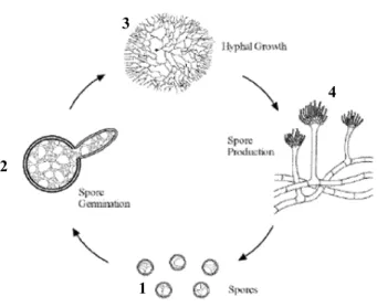 Figura 1 - Ciclo de vida dos fungos filamentosos 