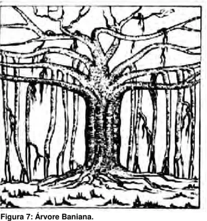 Figura 7: Árvore Baniana. 