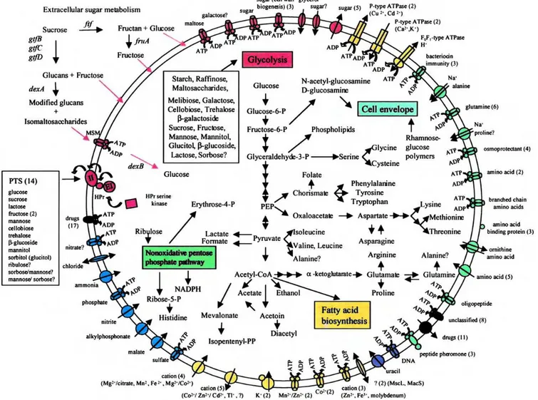 Figura 2: Reconstrução de vias metabólicas específicas e mecanismos de transporte em S