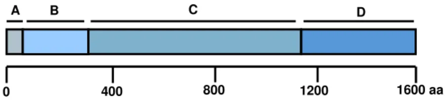 Figura  4:  Estrutura  gênica  esquemática  das  glicosiltransferases;  A,  peptídeo  sinal;  B,  região variável;  C,  extremidade  amino  que  contêm  o  domínio  catalítico;  D,  extremidade  carboxila  que  contém  o  domínio  de  ligação à matriz glic