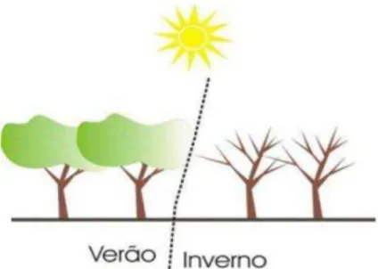 Figura 1  – Comportamento da copa de árvores de espécies decíduas em diferentes estações do ano 