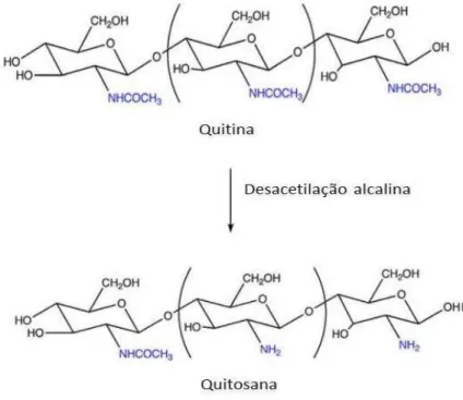 Figura 1: Representação esquemática da desacetilação alcalina da quitina, obtendo-se  quitosana (Adaptado de COELHO et al.,2010)