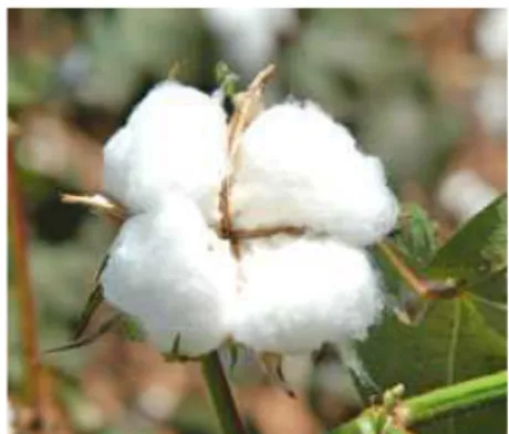 Figura 2.4 Imagem do algodão herbáceo. 