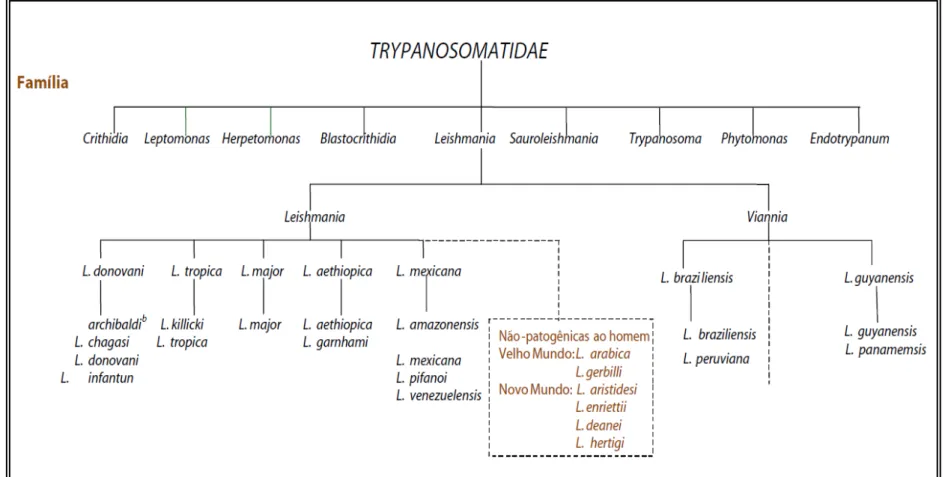 Figura 1. Taxonomia de Leishmania sp.  