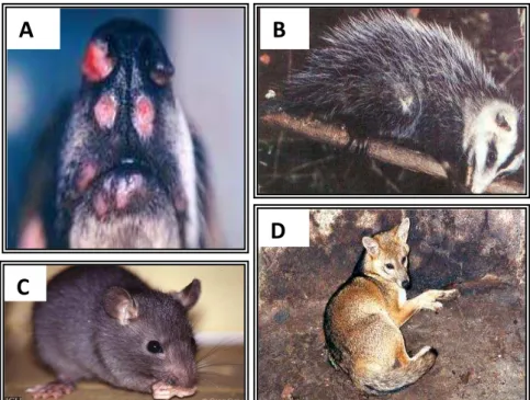 Figura 5. Reservatórios doméstico e silvestres e de Leishmania sp.  