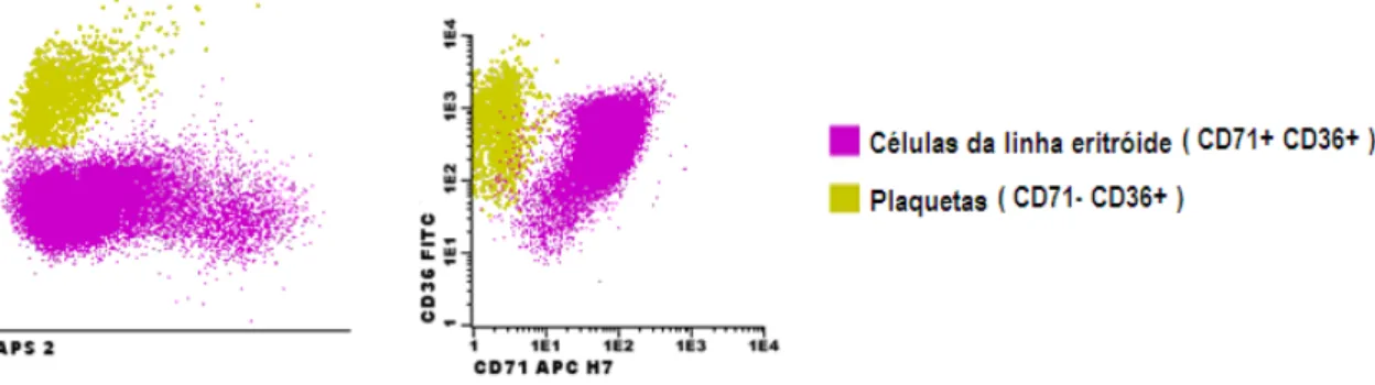 Figura 9. Selecção secundária da população de células eritróides nucleadas da medula óssea, com  exclusão das plaquetas “contaminantes”