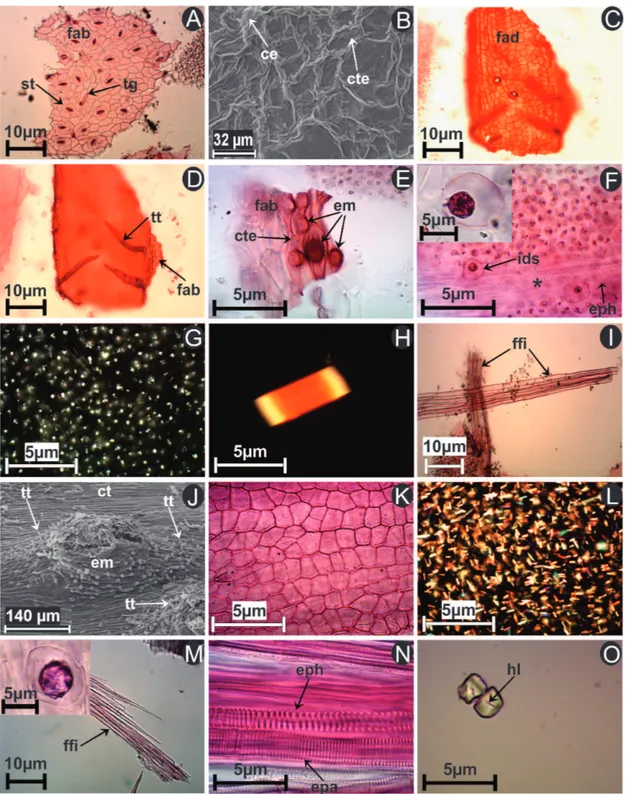 Figura 6.  Características microscópicas das drogas vegetais pulverizadas de Piper tuberculatum Jacq