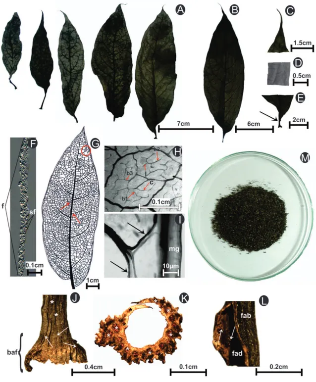 Figura 1.  Características macroscópicas das drogas vegetais foliares de Piper arboreum Aubl