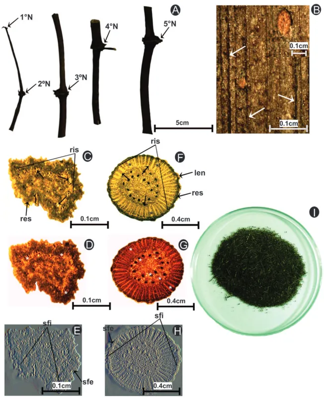 Figura 2.  Características macroscópicas das drogas vegetais caulinares de Piper arboreum Aubl