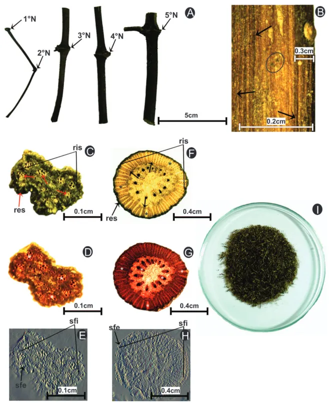 Figura 4.  Características macroscópicas das drogas vegetais caulinares de Piper tuberculatum Jacq