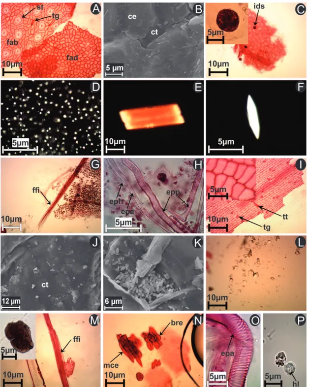 Figura 5.  Características microscópicas das drogas vegetais pulverizadas de Piper arboreum Aubl