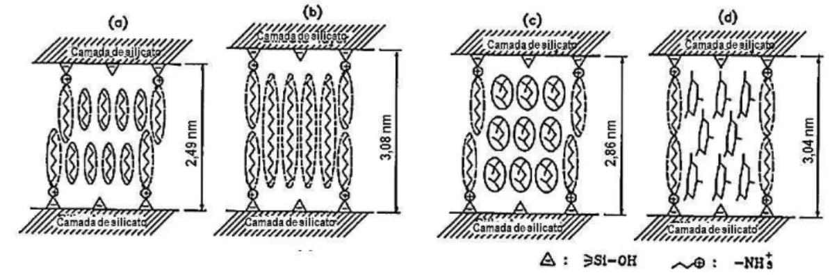 Figura 2.10 - Modelos para a estrutura interlamelar da H-magadeíta intercalada com octilamina  utilizando os solventes: (a) n-hexano, (b) hexadecano, (c) 2,2,4-trimetilpentano e (d) mesitileno